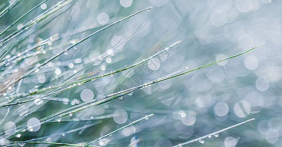 装饰草蓝色羊茅的纹理背景图案与雨滴 散景与光反射季节青蒿草地柔软度叶子湿度宏观花园场地生长图片