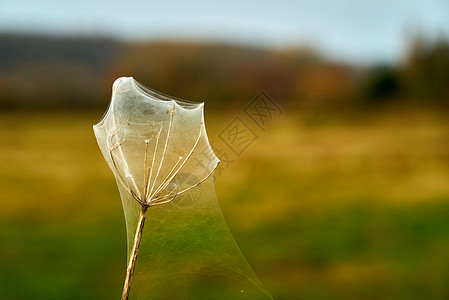 蜘蛛网覆盖的Cow Parsley图片