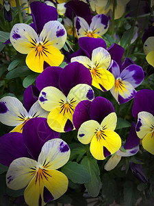 黄色和紫色的花朵图片