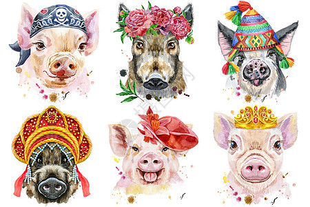 一组猪肖像 白色背景上的动物水彩色插图民间衣服文化头巾帽子宠物草图打印农场绘画图片