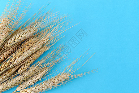 蓝纸背景 有小麦耳面包粮食照片桌子木头谷物季节种子食物植物图片