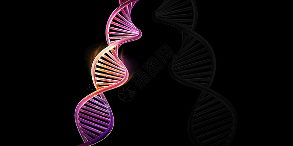 黑色背景上的DNA双螺旋模型卫生染色体研究生物科学工程遗传药品基因基因组图片