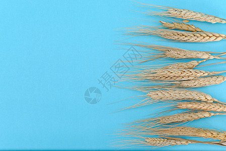 蓝纸背景 有小麦耳食物种子木头谷物金子桌子粮食照片蓝色植物图片