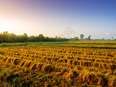 收获后在稻田种植金色大米农业稻草小麦植物农田天空农场季节收成场地图片