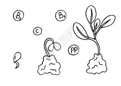 种子 发芽 幼苗 卷心树苗和许多维他命惠益图片