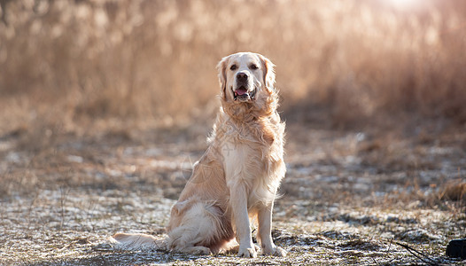 户外金色寻金犬场地跑步宠物朋友犬类猎犬运动动物金子哺乳动物图片