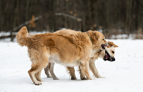 两只金色猎犬在户外白色宠物乐趣金子犬类牙齿动物朋友哺乳动物公园图片