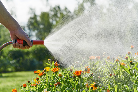 家庭花园中带水管的鲜花和植物 不可辨认的人用水阳光生长雨滴幼苗晴天淋浴洒水器环境园艺植物学图片
