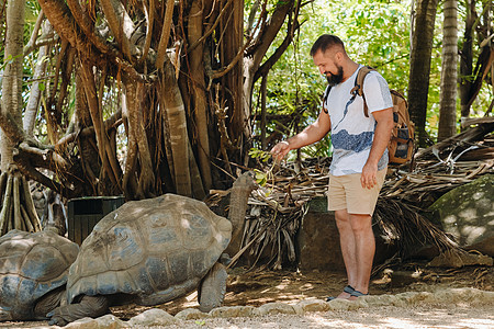 毛里求斯的有趣的家庭娱乐 在毛里求斯岛动物园喂养巨龟的旅游者 笑声男生母亲童年父母兄弟父亲野生动物乐趣晴天乌龟图片