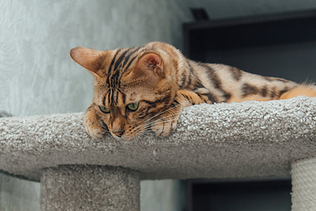 年轻可爱的孟加拉猫躺在猫屋柔软的猫架上快乐乐趣尾巴小猫胡须幸福老虎玩具宠物动物图片