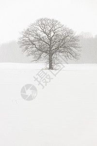 冬雪暴风雨中的孤树田地寂寞季节场景弹力白化天气橡木人群森林国家图片