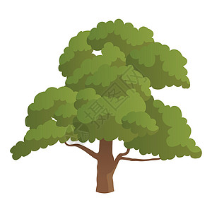 在白色背景上隔离的现实绿色橡树  矢量商业花园森林树干橡木生长木头插图植物群公司图片