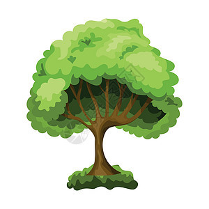 在白色背景上隔离的现实的绿色淡树矢量向量生态木头树叶卡通片季节叶子橡木艺术插图生活背景图片