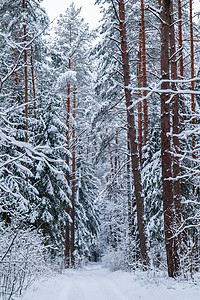 美丽的冬季森林 有雪树 童话故事 蓝调垂直图像图片
