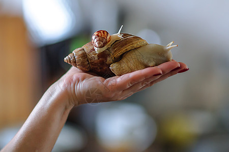 女人手上的大棕色蜗牛Achatina 非洲蜗牛 在家里成长为宠物 也用于彗星学速度皮肤异国宏观情调耳蜗动物螺旋荒野野生动物图片