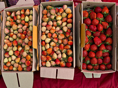 新鲜水果 果汁多汁草莓沙拉市场饮食营养浆果生态季节食物热情甜点图片