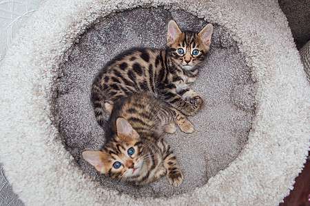 两只年轻可爱的孟加拉猫躺在猫屋柔软的猫架上老虎房子猫科小猫玩具毛皮尾巴哺乳动物动物乐趣图片