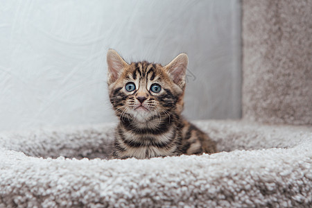 小可爱的金牙猫 坐在一只软猫的架子上的猫的房子乐趣猫科幸福老虎胡须小猫哺乳动物宠物猫咪尾巴图片