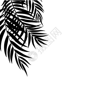 Beautifil 棕榈树叶子剪影背景向量它制作图案气候地平线曲线插图椰子动画片衬套旅行白色热带图片