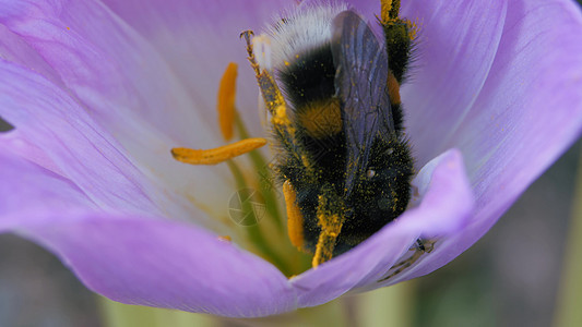 蜘蛛和大黄蜂收集蓝秋花的花粉 昆虫被网缠住图片