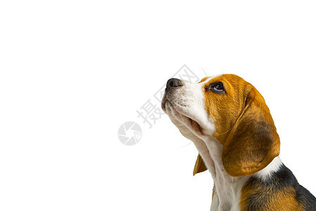 孤立的贝格尔斯岛 Dog岛 隔离区 复制空间小狗微笑工作室猎犬白色犬类棕色衣领哺乳动物脊椎动物图片