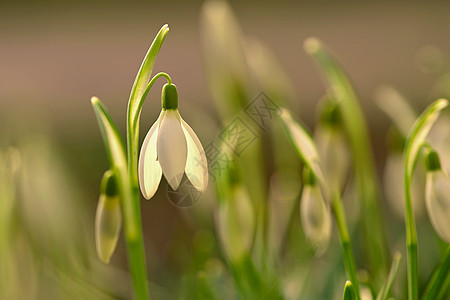 雪花莲  春天的花朵 夕阳下在草地上绽放出美丽的花朵 精致的雪莲花是春天的象征之一 石蒜科季节太阳叶子生活森林生长植物学植物花园图片