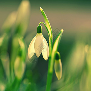 雪花莲  春天的花朵 夕阳下在草地上绽放出美丽的花朵 精致的雪莲花是春天的象征之一 石蒜科生活太阳植物学叶子森林植物花园植物群季图片