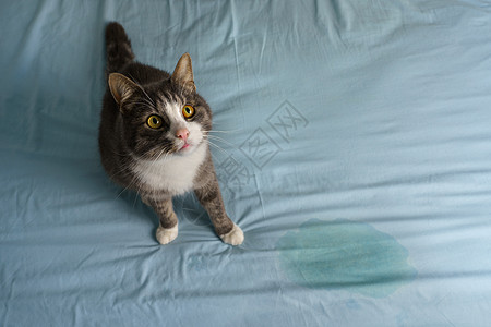 家猫坐在床上的湿点或尿点附近 猫在床上撒尿或小便图片
