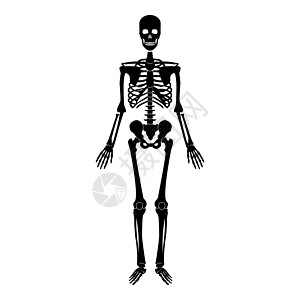 Skeleton 人类图标黑色矢量插图图像平板风格图片