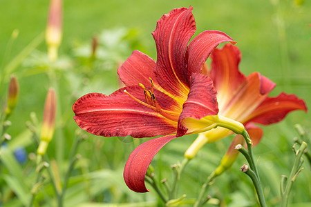 白日百合 赫梅罗卡迪斯生长季节花瓣花坛花艺园艺百合花园花头宏观图片