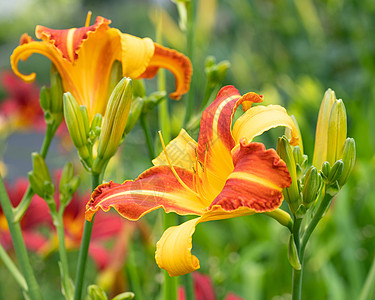 白日百合 赫梅罗卡迪斯百合花艺环境萱草花坛植被植物花头花瓣宏观图片