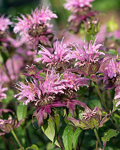 博加莫特花朵 蒙那达多迪耶马园艺季节植物花瓣花园衬套灌木植被生长植物群图片