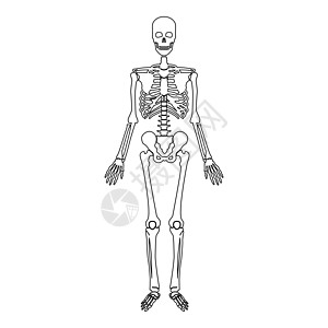 骨架人体轮廓轮廓线图标黑色矢量插图图像薄平面样式图片