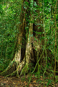 哥斯达黎加曼努埃尔·安东尼奥恩斯热带雨林图片