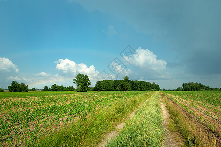 青青玉米田和蓝天的农村道路图片