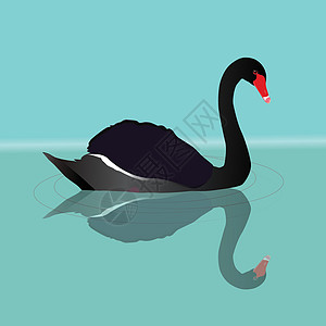 黑天鹅游泳水鸟插图动物鸟类池塘绘画野生动物艺术蓝色反射图片