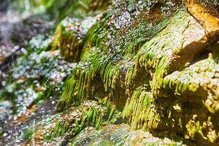 岩层密密的岩石 覆盖在有水的苔中图片