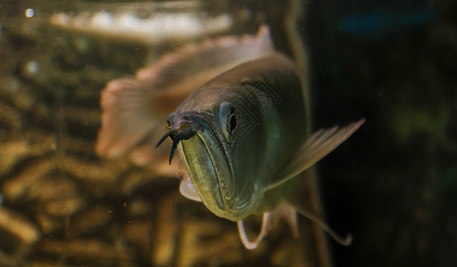 太阳光下天水族馆的银亚罗安娜游泳情调异国丛林荒野尾巴生物学动物动物群淡水图片