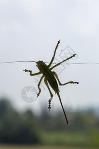窗户上的大绿害虫蟋蟀荒野动物漏洞宏观花园动物群料斗生物图片