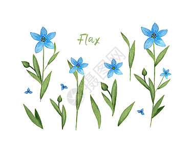 亚麻 Linum 蓝色亚麻花水彩 设置元素 孤立的白色背景 插图图片
