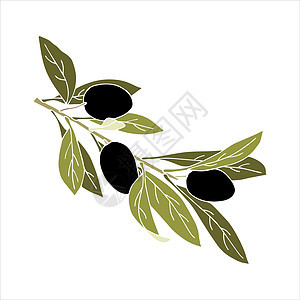 含水果和叶子的橄榄枝 手织涂料 没有轮廓 孤立 白种背景图片