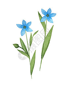 亚麻 Linum 蓝色亚麻花水彩 一组单独的元素 孤立的白色背景 水彩矢量图草图标签植物群香气手绘艺术绘画植物学植物草本植物图片