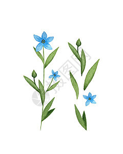 亚麻 Linum 蓝色亚麻花水彩 一组单独的元素 孤立的白色背景 水彩矢量图植物花瓣植物群荒野手绘插图香气纺织品化妆品草地图片