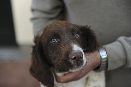 棕色和白色 Spaniel小狗动物冒充巧克力猎犬风景哺乳动物相机宠物幸福摄影图片