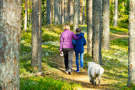在松林中走在松树林中 家庭与小金皮狗一起漫步于秋天的森林之路上男性女孩活动微笑树木闲暇孩子们公园宠物母亲图片