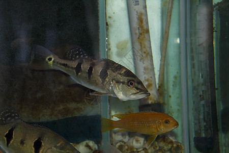 社区水族馆孔雀坑野鸡动物园荒野胸部动物群野生动物羽毛翅膀栖息地触角图片