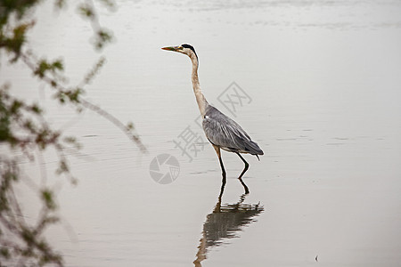 Gray Heron(阿迪亚西内瑞) 13861图片