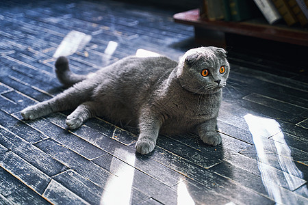 苏格兰家庭猫在家里折叠 灰色宠物在阳光下躺在地上图片