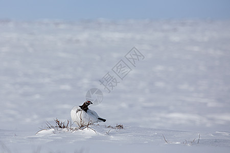 在北极苔原周围被雪包围的成年男子石匠观鸟荷叶羽毛岩石苔原雷鸟野鸡野生动物兔兔鸟类图片