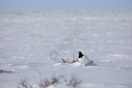在北极苔原周围被雪包围的成年男子石匠雷鸟荷叶苔原观鸟鸟类动物兔兔羽毛野生动物野鸡图片